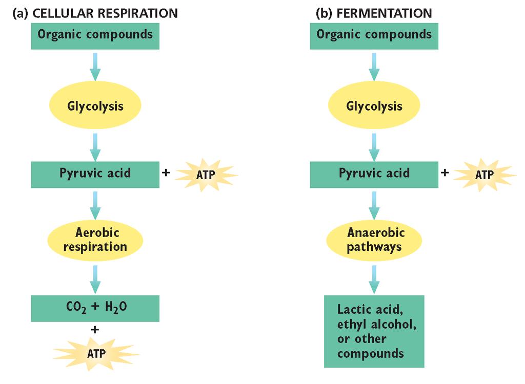 Section 3 Cellular Respiration