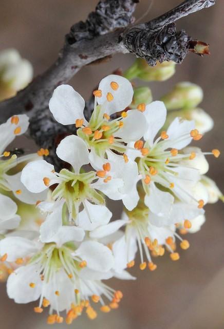 Sandhill Plum Prunus angustifolia Perennial Shrub Bloom period: spring Pollinators: bees, wasps, flies, butterflies, skippers, beetles, moths