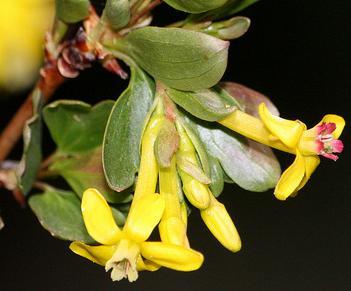 Buffalo Currant Ribes odoratum Perennial Shrub Bloom period: