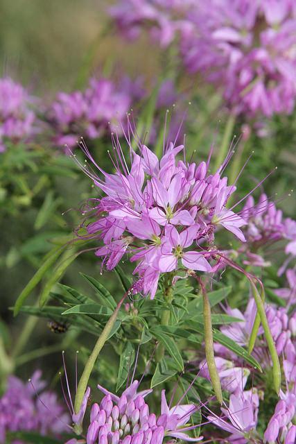 Rocky Mountain Beeplant Cleome serrulata Annual Bloom period: spring - summer Pollinators: bumblebees, digger bees, long-horn bees, honey bees,