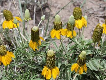 Upright Prairie Coneflower Ratibida columnifera Perennial Bloom period: