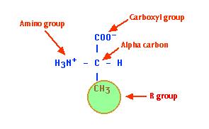 are cartoons of an amino