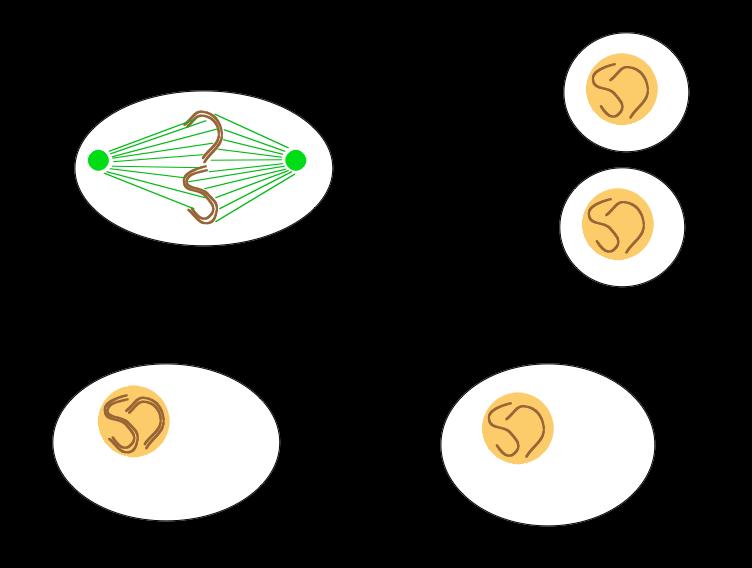 The Cell Cycle DNA separation (mitosis) Cell division (cytokinesis) DNA