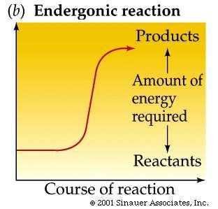 Endergonic processes (gain of free energy)