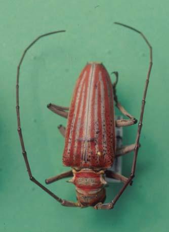 (Coleoptera) walking
