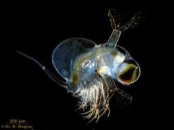 and zooplankton