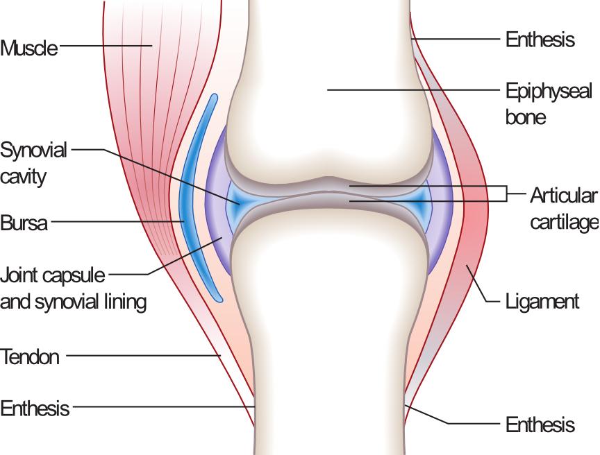 53 Figure 4.1: Schematic representation of a knee joint, which is a type of diarthrodial joint, with relevant components labeled.
