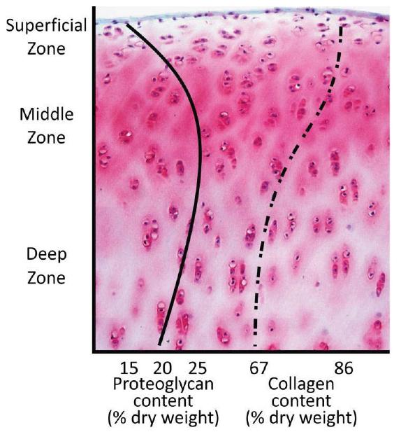 57 Figure 4.3: Collagen and proteoglycan content varies with depth from articular surface in articular cartilage. Image from Athanasiou et al. (2009). whereas Figures 4.5 and 4.