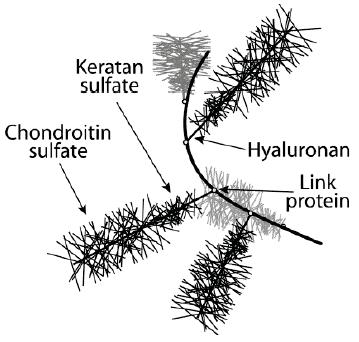 58 Figure 4.4: The tube brush like structure of aggrecan is due to negatively charged keratan and chondroitin sulfate molecules, which due to negative charge repel each other.