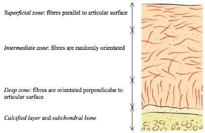 63 Figure 4.9: The architecture of articular cartilage is divided into four different zones, each with different structural arrangement and hence different material properties. Image from Mow et al.