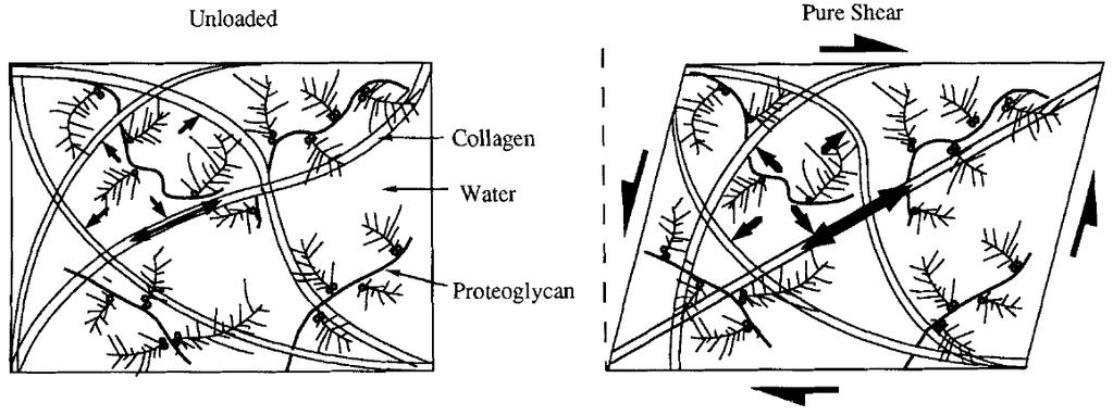72 primarily influenced by the tensile properties of collagen fibre network (Zhu et al., 1993). This type of behaviour is further illustrated in Figure 5.