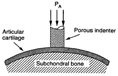 77 indentation problem using appropriate constitutive laws for cartilage must be used to determine the intrinsic mechanical properties of articular cartilage and to interpret the data (Elmore et al.