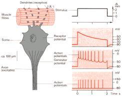 on 7 8 transient steady state Muscle stretch receptor 9 10 Vestibular
