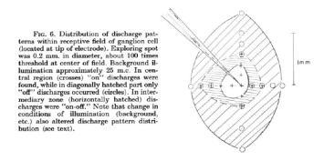 Kuffler, 1953) Closed circles: constant illumination of ommatidium A