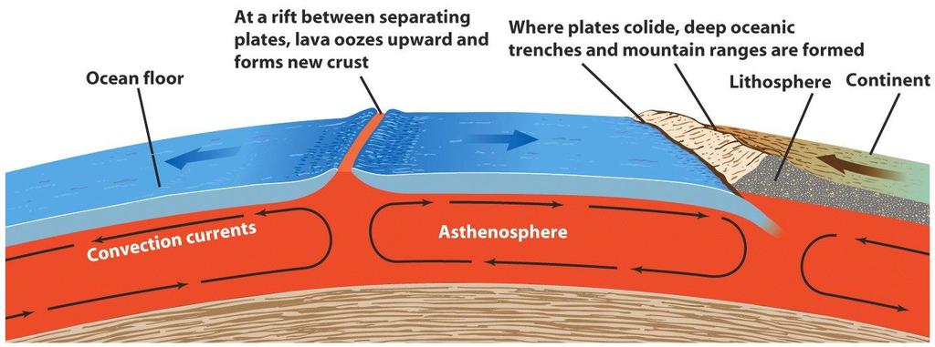 Plate tectonics, or movement of the plates, is driven by convection within the asthenosphere Molten material wells up at oceanic rifts, producing seafloor spreading,