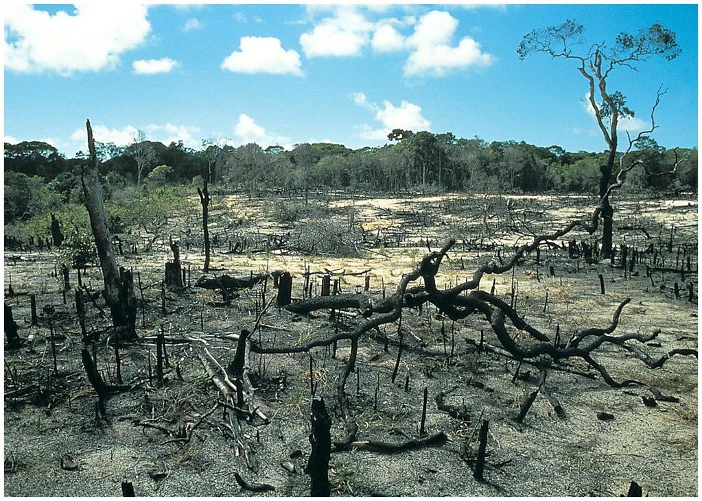 Deforestation and the burning of fossil fuels are increasing
