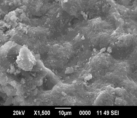Fig3: Scanning electron micrograph of Curcuma amada silver nanoparticles Ag-NPs XRD 3000 2th=32.024,d=2.79256 Lin (Counts) 2000 1000 2th=27.615,d=3.22760 2th=37.