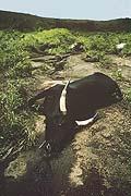 This happened in Africa and an entire village was found dead (including animals) the