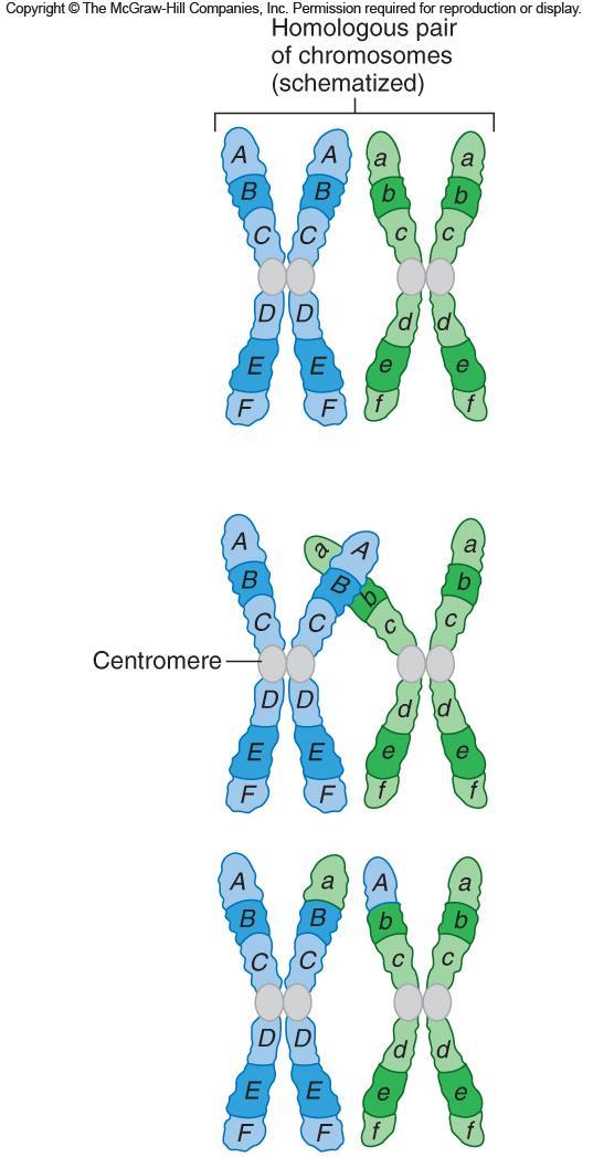 Crossing-over Paired chromosomes (homologs) exchange genetic information resulting in