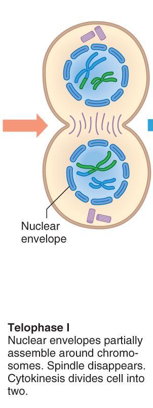 Telophase I Nuclear envelope reforms Spindle disappears