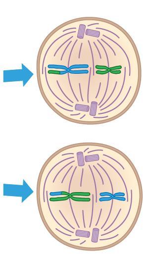 Metaphase II Chromosomes align along