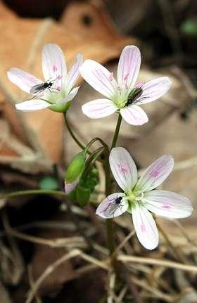 Aneuploidy Claytonia virginica Walter Lewis (1970, 1971). Plants have different chromosome numbers in different parts of their ranges and even within same population.