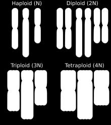 Polyploidy multiple sets of chromosomes Diploid 2 sets Triploid 3