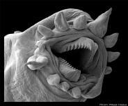 The Electron Microscope Head of an