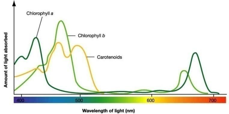 Spectrum Full spectrum Atomic