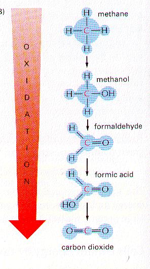 atabolic pathway xidize in discrete steps tep down the oxidation series of carbon some activation step oxidation step, with energy harvest reorganization step oxidation step, another harvest etc