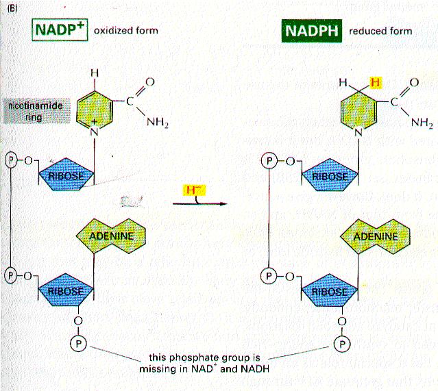 NAD + xidation of NAD N NAD C N 2 + Nicotinamide