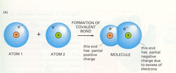 2.4 Cells obtain energy by the oxidation of
