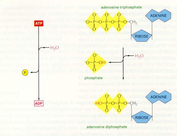 4. Biosynthesis and the creation of order 4.