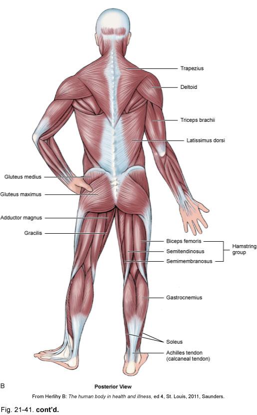 Anatomy and Physiology Anatomy The study of the structures of