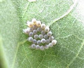 Mid Atlantic States Parasitism Survey to evaluate the need for a classical biocontrol project for Initiated in 2005 and continued through 2010 (summer months) 1 o conducted in Newark, DE & Allentown,