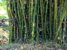 Unique gift of nature to the mankind Bamboos are aptly called the