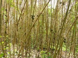 and evergreen ) < 1500 m. Bambusa bambos, B. balcooa, B.