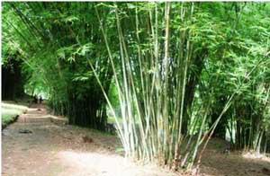 Genetic erosion of several bamboo species due to high biotic pressure and