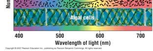 wavelengths from 380 to 550, what color would we see? 12 Which Wavelengths are Used in Photosynthesis: The Scientific Method at Work Question: Which wavelengths are used in photosynthesis?