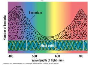 photosynthetic organisms Bacteria tend to gather in areas of high oxygen 13 Which Wavelengths are Used in Photosynthesis: The Scientific Method at Work Hypothesis: Algae will photosynthesize when