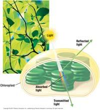 bacteria will gather in that area 14 Which Wavelengths are Used in Photosynthesis: The Scientific Method at Work Methods: Algae placed in strip on microscope slide Bacteria add to slide Light shown