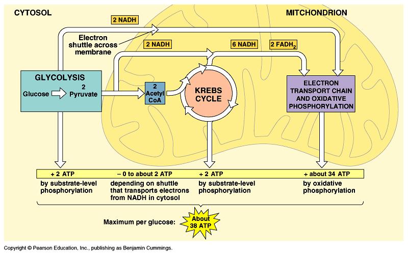 glycolysis and Krebs cycle are used to generate At the end they come together with oxygen to form water Similar, but in