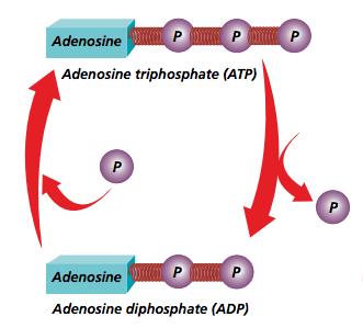 ATP You eat food to break down molecules into parts that can be used to make ATP ATP