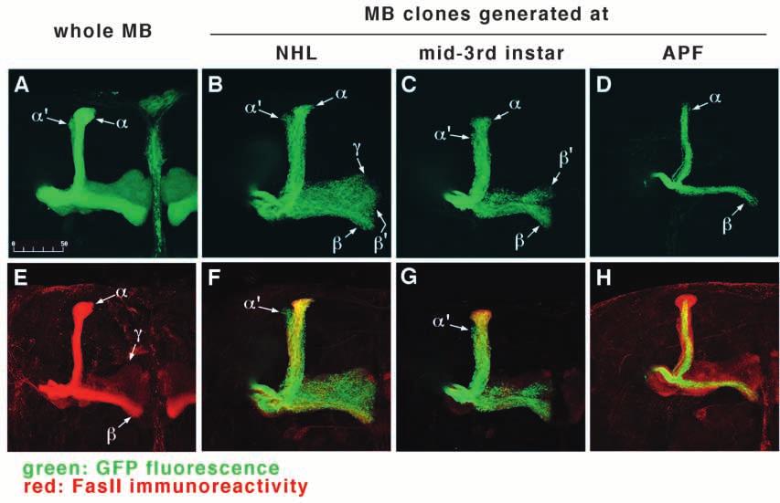 In the whole MB, GFP fluorescence was detected in all five lobes (A), while the anti-fasii Ab staining was strong in the α/β lobes, weak in the γ lobes, and not detectable in the α /β lobes (E).