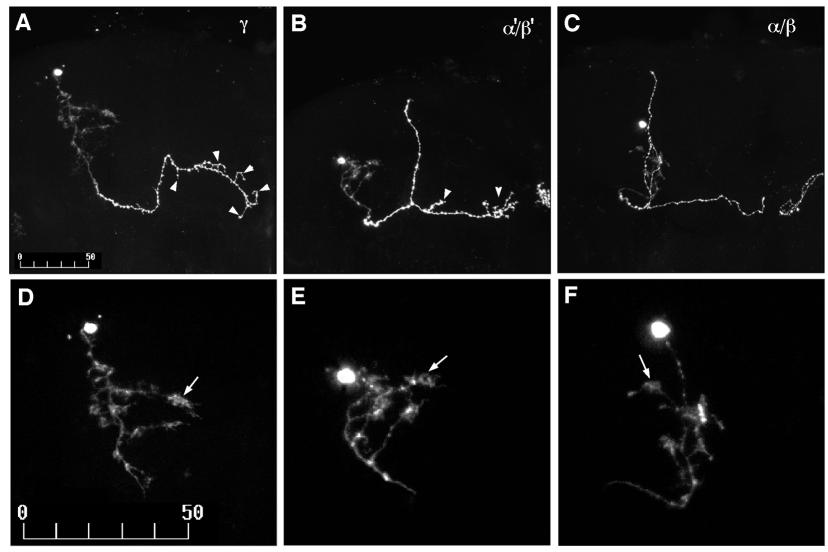 4072 T. Lee, A. Lee and L. Luo Fig. 5. Morphological characterization of three types of MB neurons.