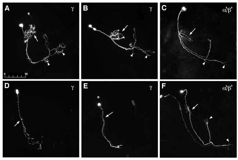 These marked MB neurons were born during the early larval (A), late larval (B) and pupal stage (C), respectively. Arrowheads point at axonal side branches (A,B).