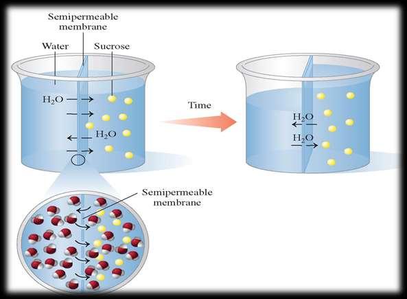 In an osmosis apparatus, water is placed on one side of a semipermeable membrane and a sucrose (sugar) solution on the other side.