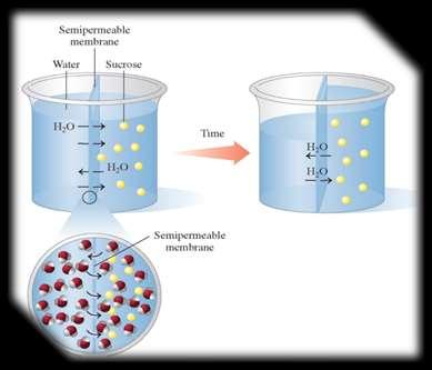 The osmotic pressure depends on the concentration of solute particles in the solution. The greater the number of particles dissolved, the higher its osmotic pressure.