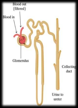 As this solution moves through the nephron, substances still of value to the body ( such as amino acids, glucose,