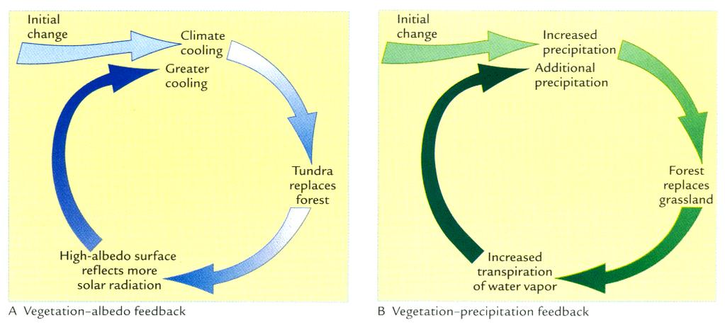 Vegetation-Climate Feedbacks (from